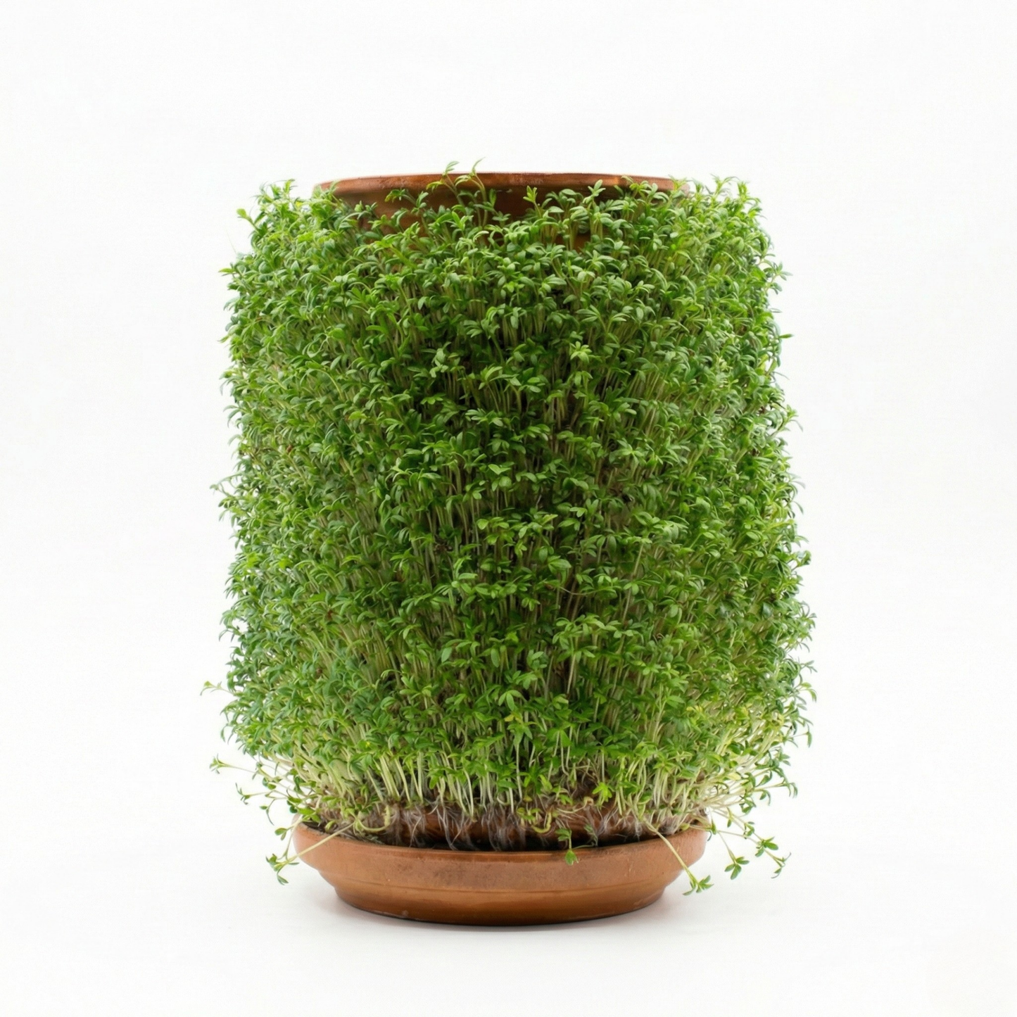 بذور الرشاد الخاصة ببلانتيل -  (عبوتين) 