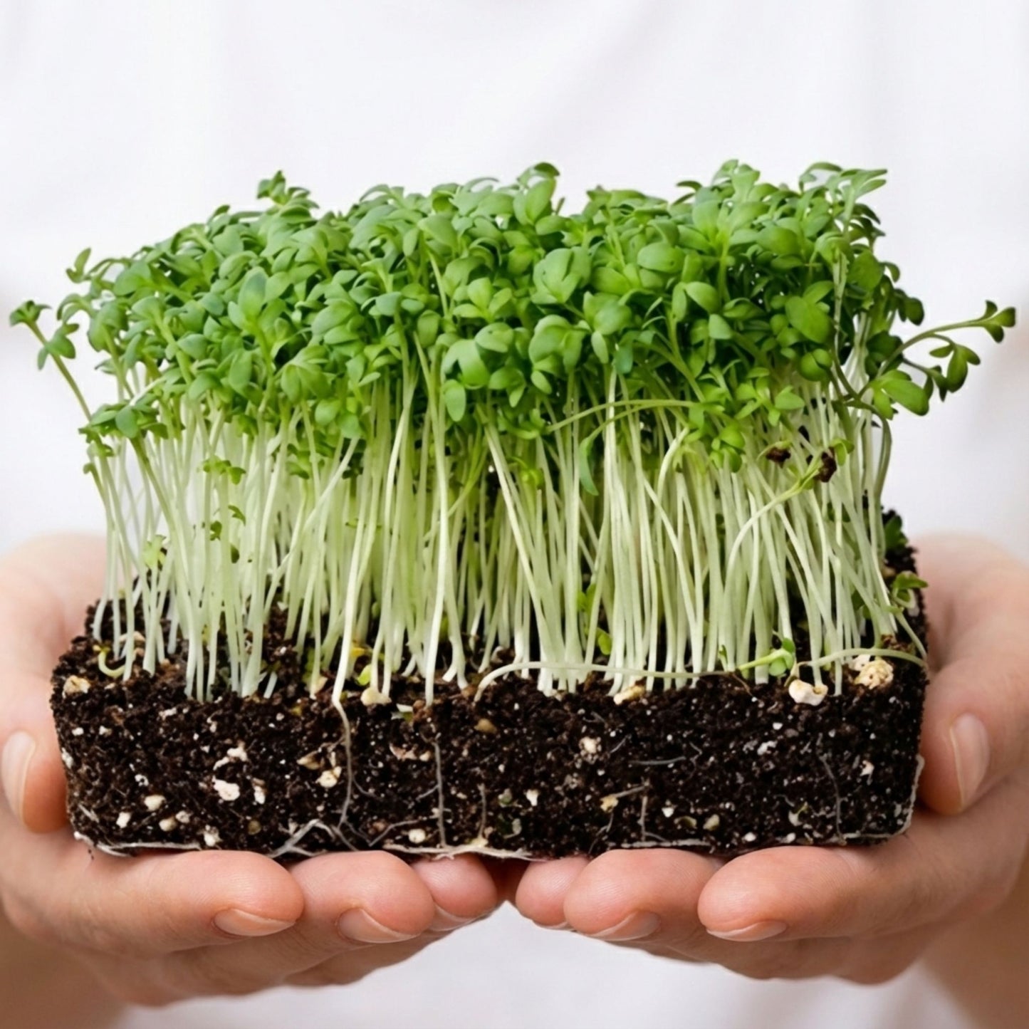 بذور الرشاد الخاصة ببلانتيل -  (عبوتين) 