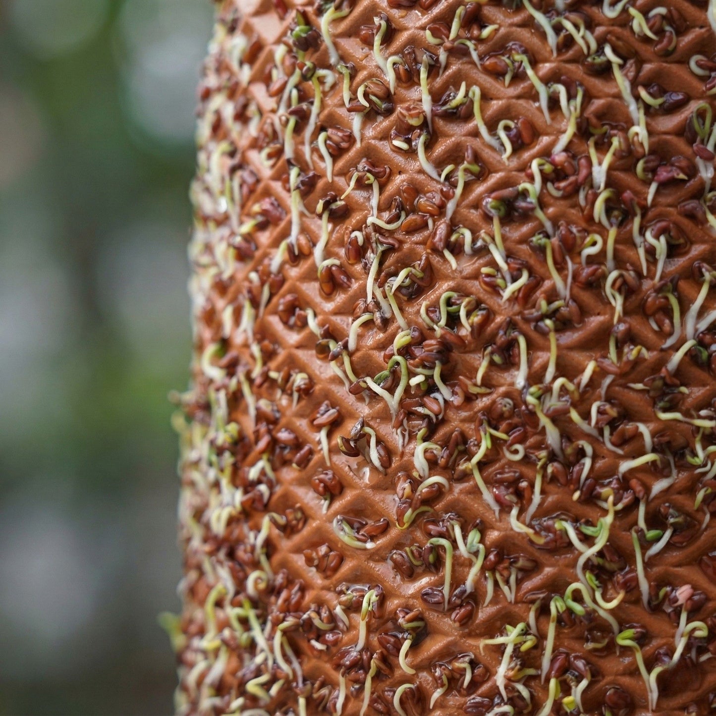 بذور الرشاد الخاصة ببلانتيل -  (عبوتين) 