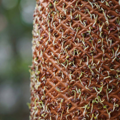 بذور الرشاد الخاصة ببلانتيل -  (عبوتين) 